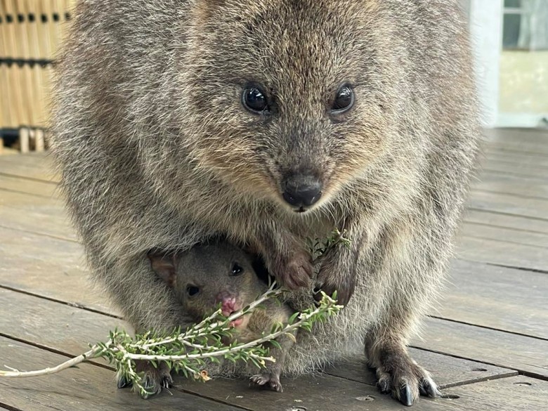 quokka with baby outside the rottnest island visitor centre