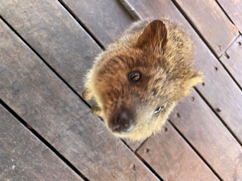 quokka looking up